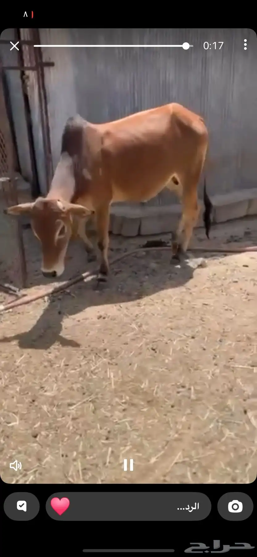 حسيل نظيف فل شحم سنتين عمره 0