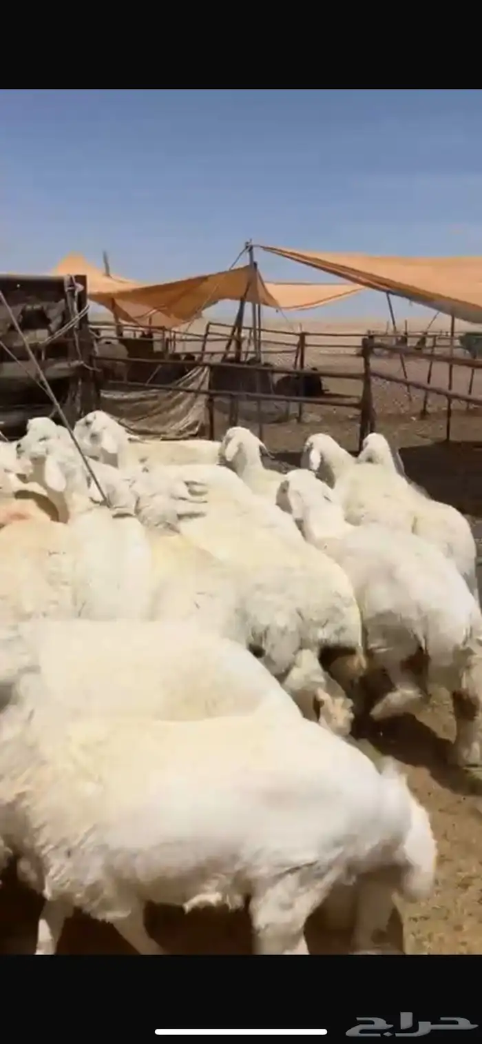 بهم حري شحم العدد40ورخال3 العمر6شهور وحول الموقع شمال عفيف 1