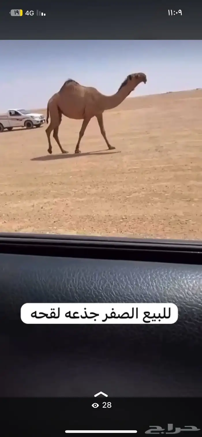 للبيع الصفرا سنه جذعه لقحه 0