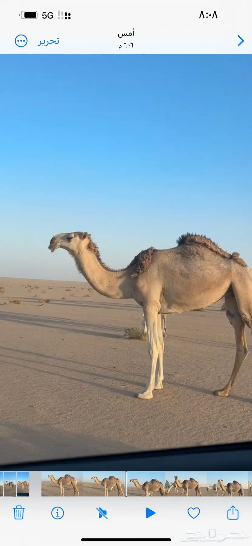 للبيع بكرة شقحا 1