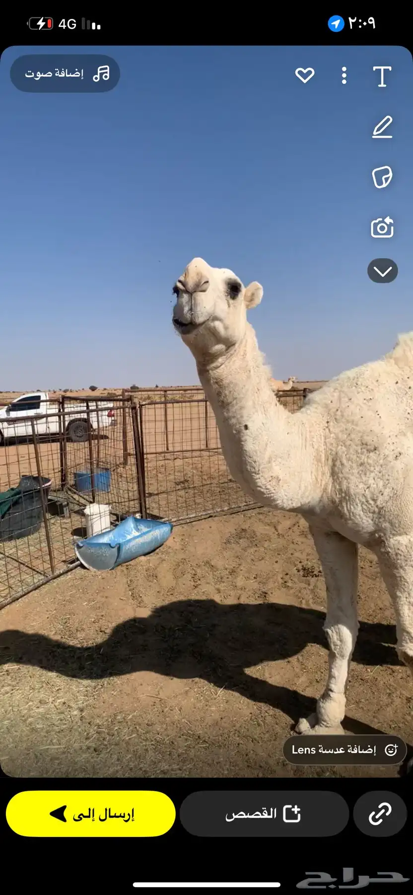 قعود أوضح للبيع القويعيه 2