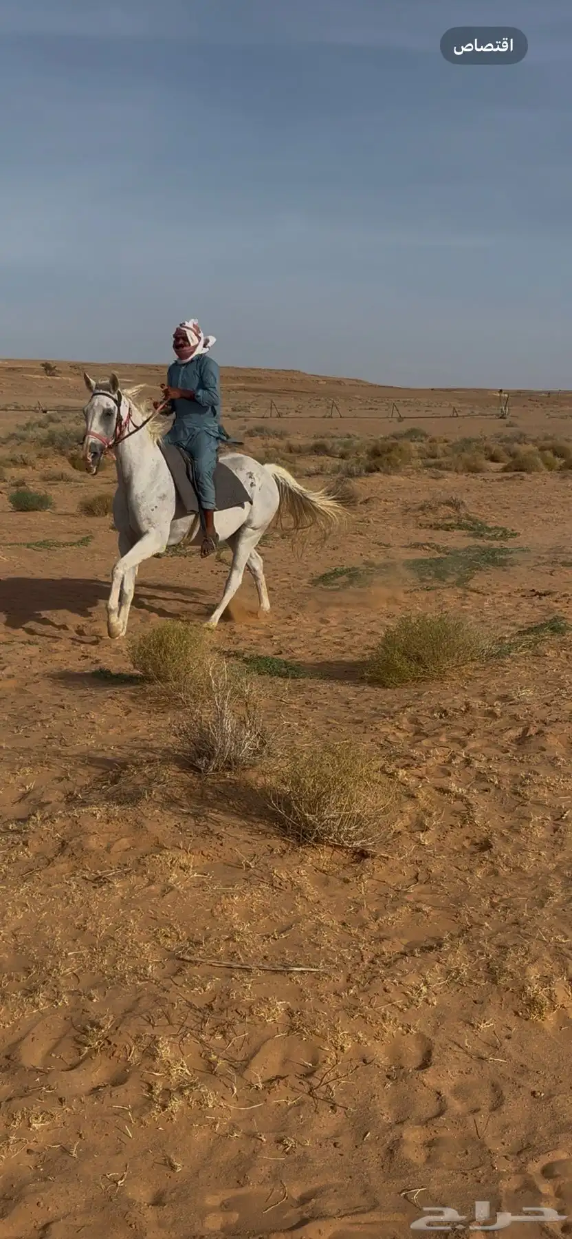 فرس شعبيه 0