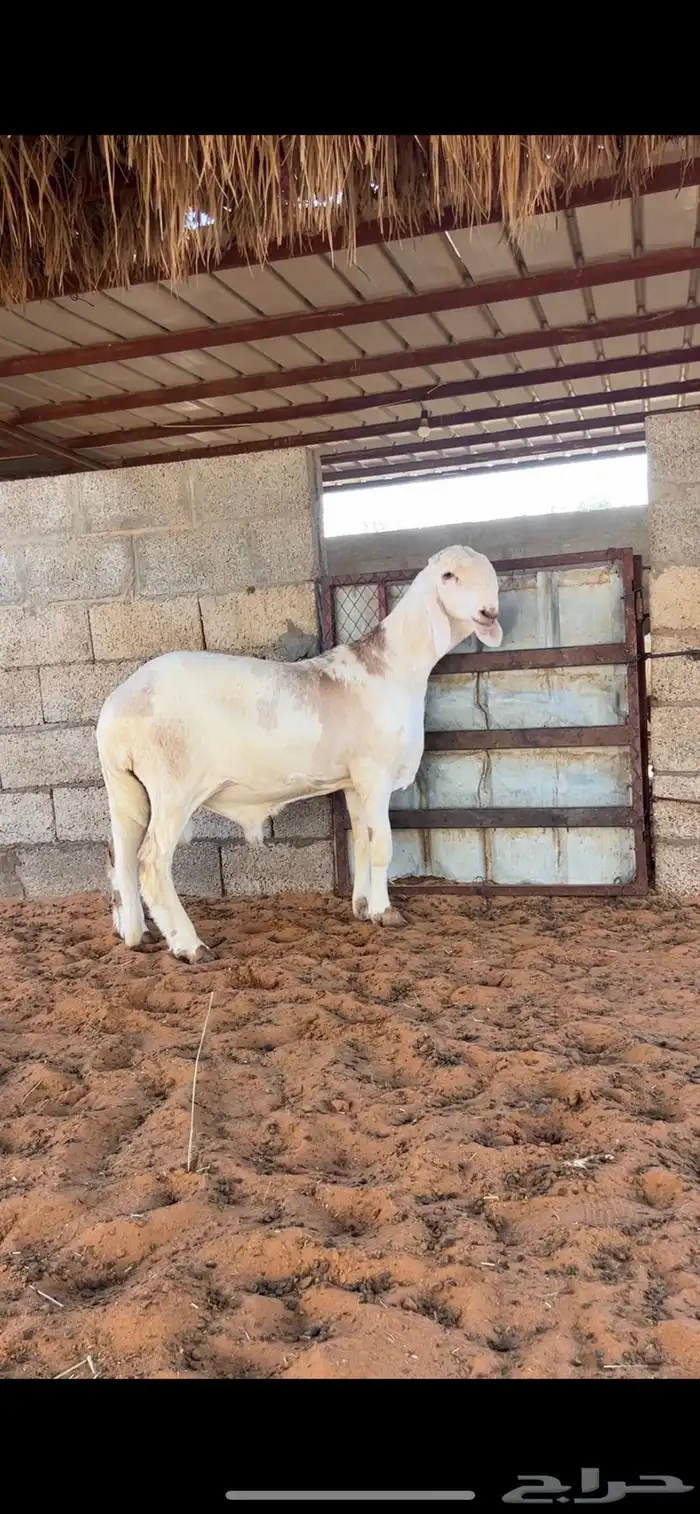 طلي مطور مشروع فحل 1