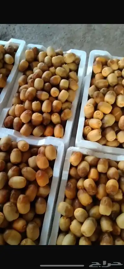 روثانه 0