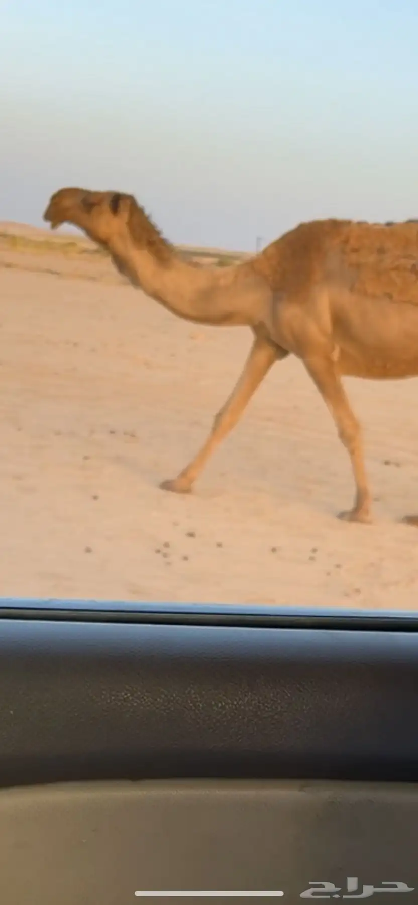 ناقه صفرا 0