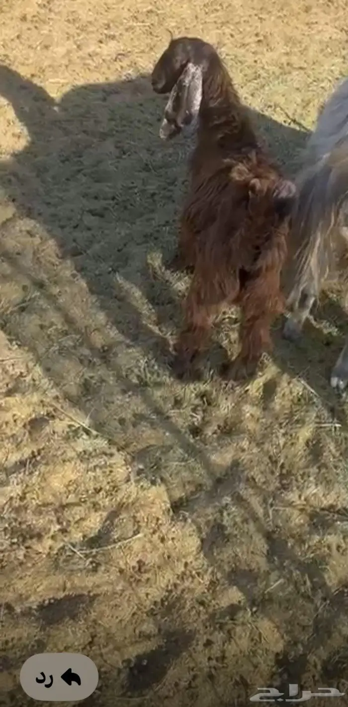 تبوك طريق المدينه 0