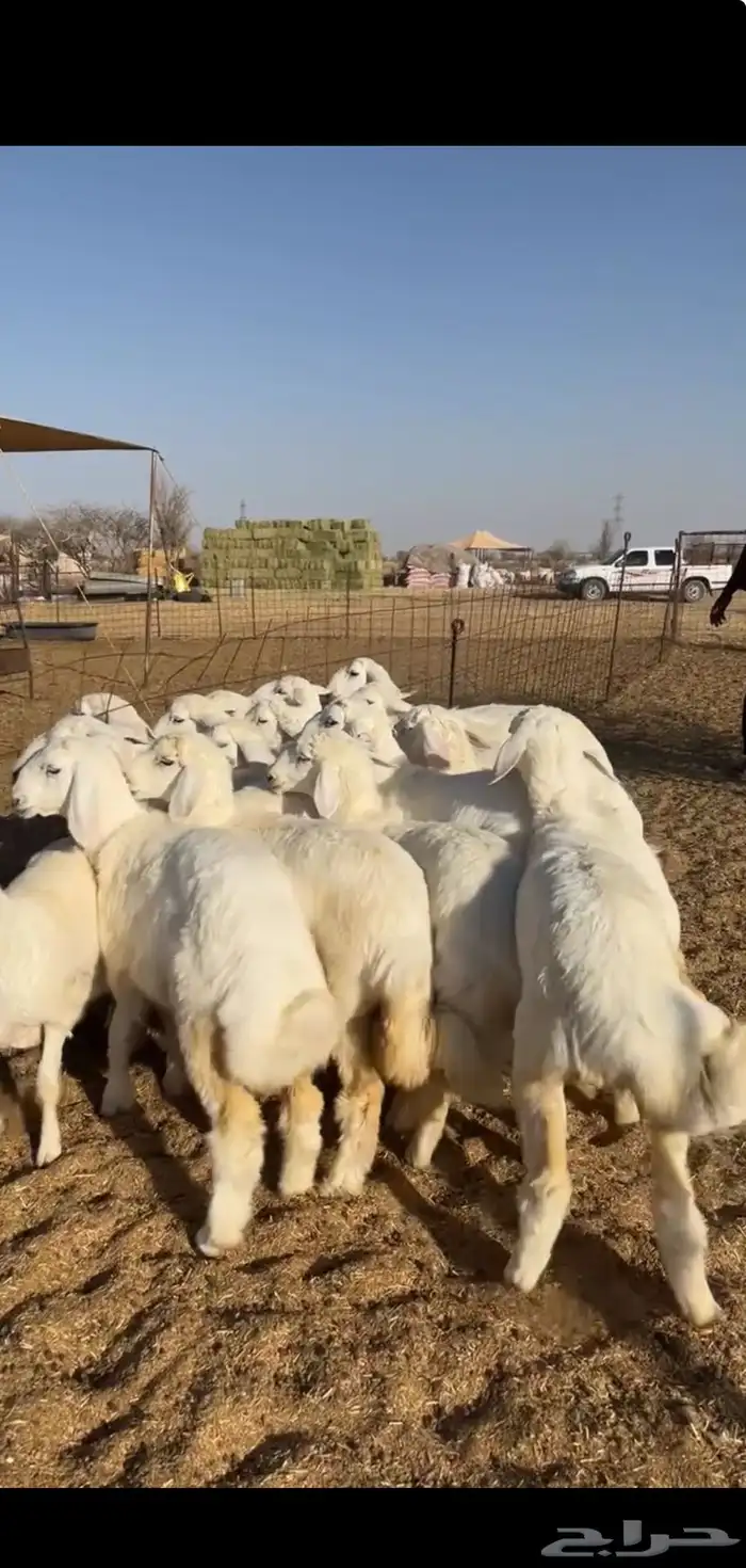 رخال العدد 18 العمر من5الى6شهور 1