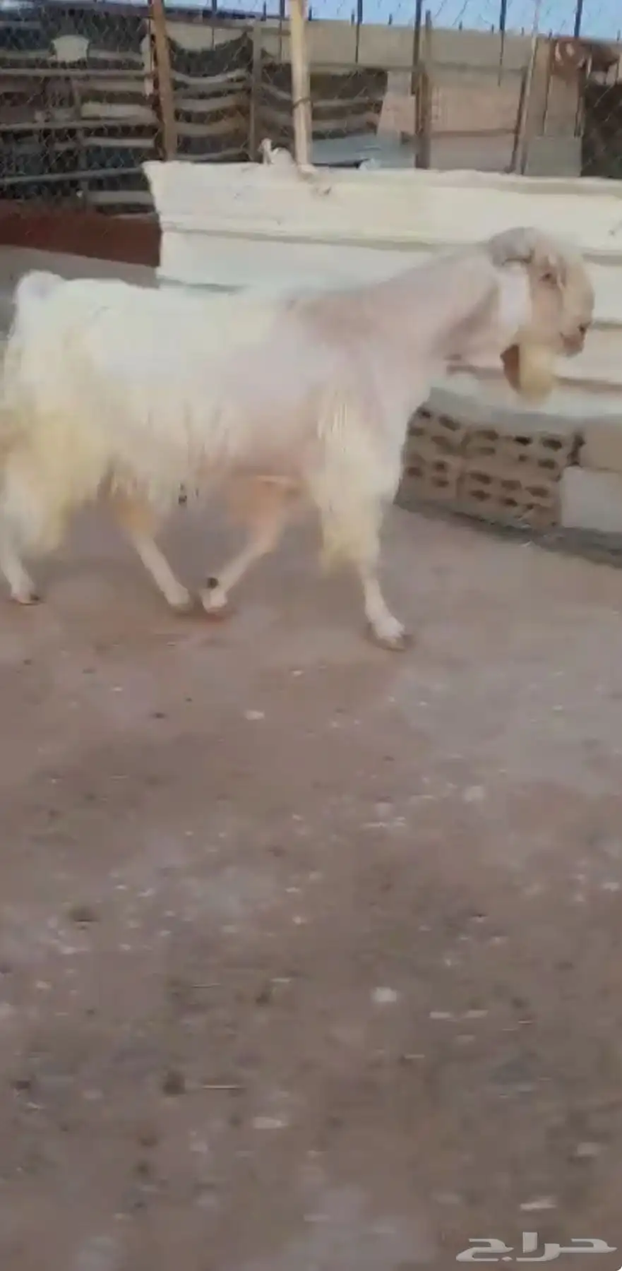 تيس فحل ابيض مشروط 1