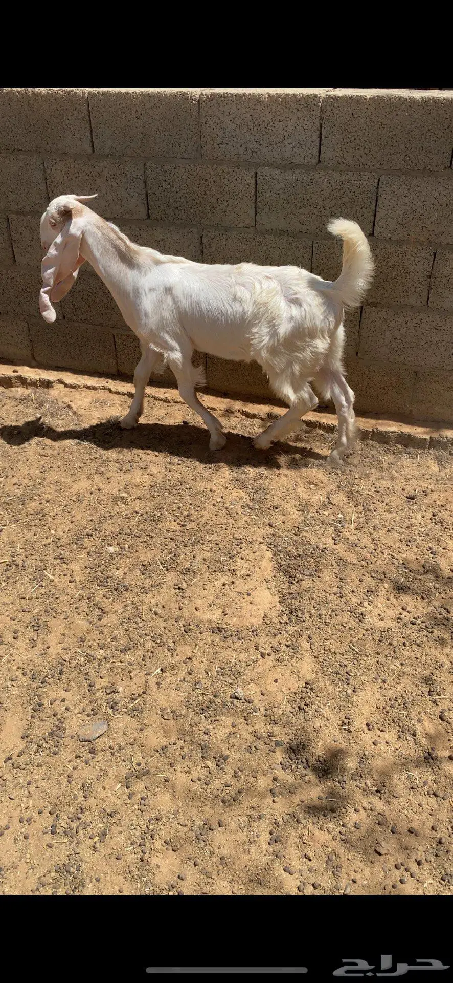 للبيع تيس 0