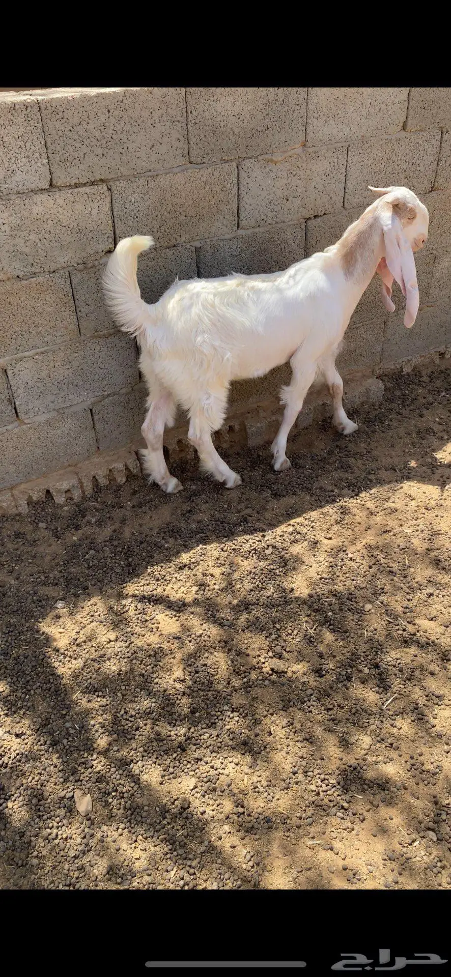للبيع تيس 2
