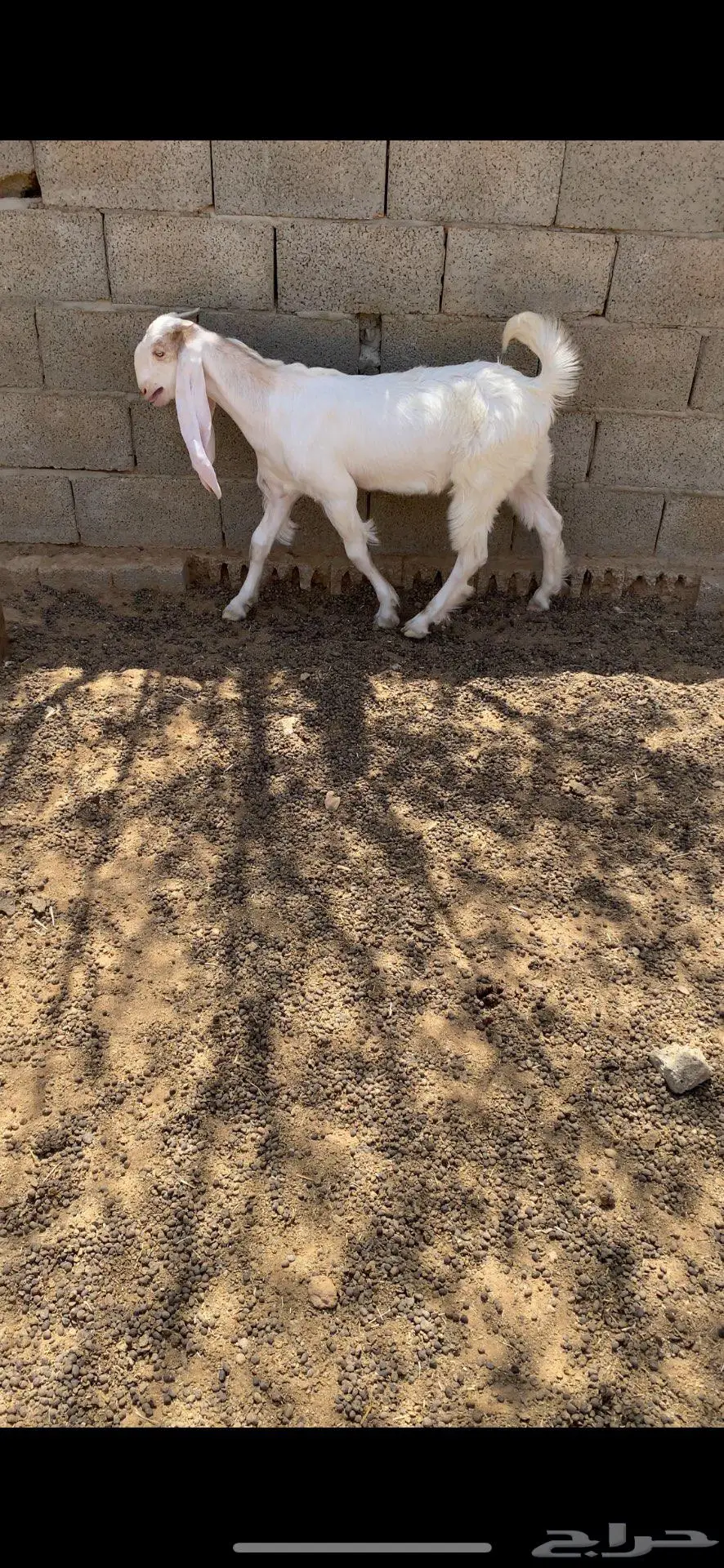 للبيع تيس 3