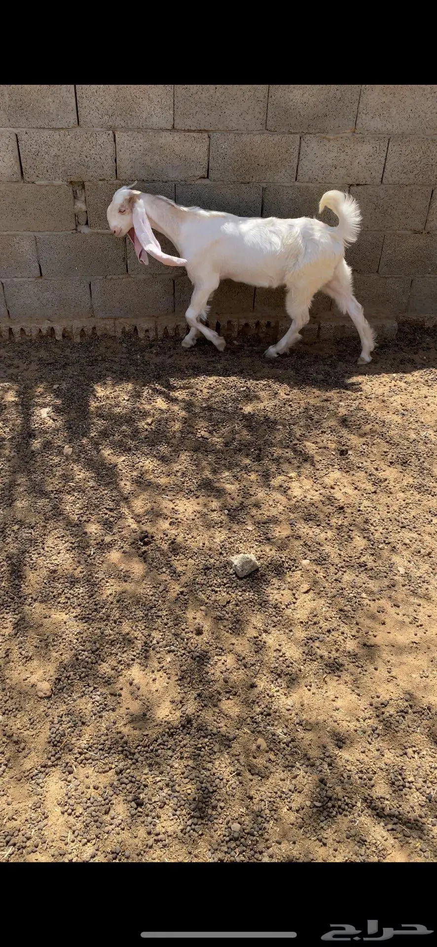 للبيع تيس 1