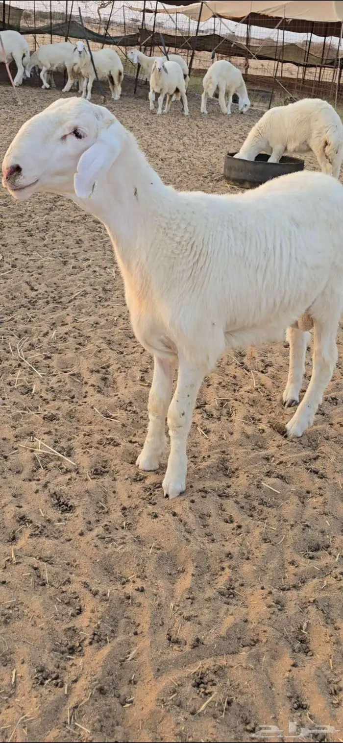 مشروع فحل حري فاخر صنف الصنف من حلال أبو عبدالواحد 2
