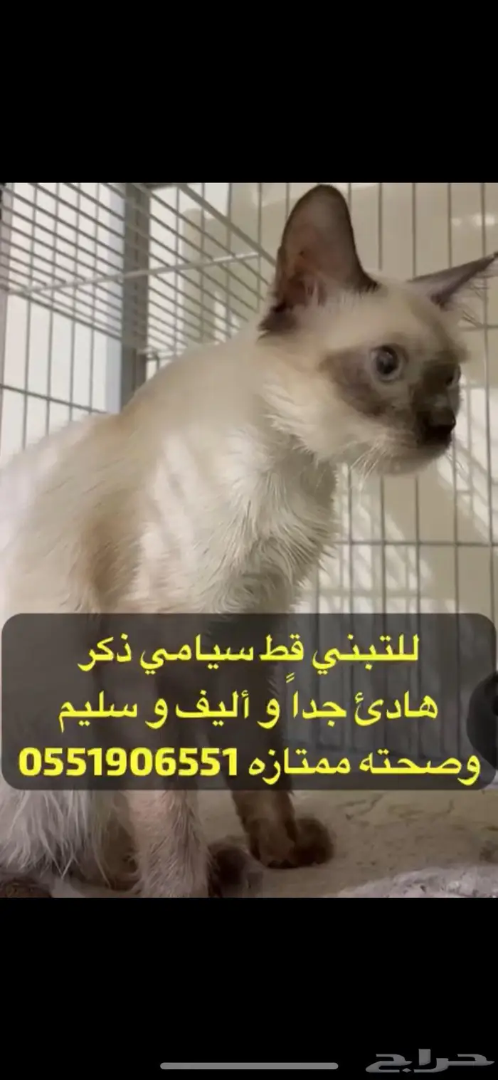 قطط للتبني سيامي بيكي فيس شانشيلا شيرازي 0