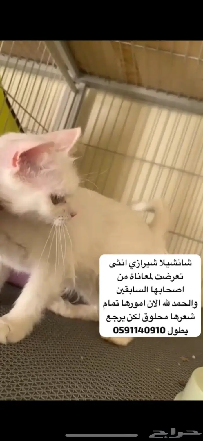 قطط للتبني سيامي بيكي فيس شانشيلا شيرازي 2