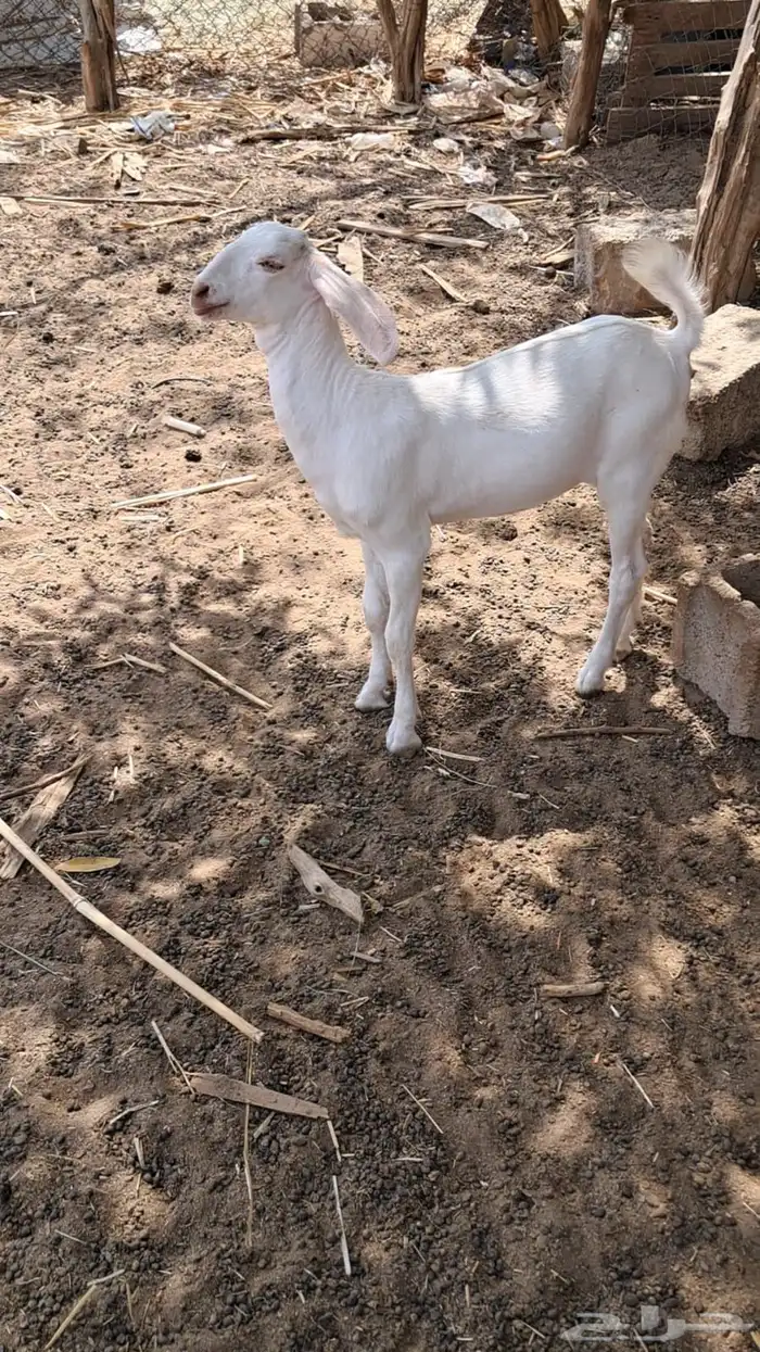 تيس بنجابي بيور 1