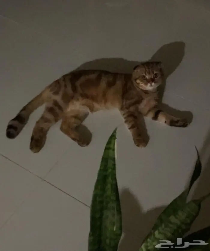قط للبيع 0