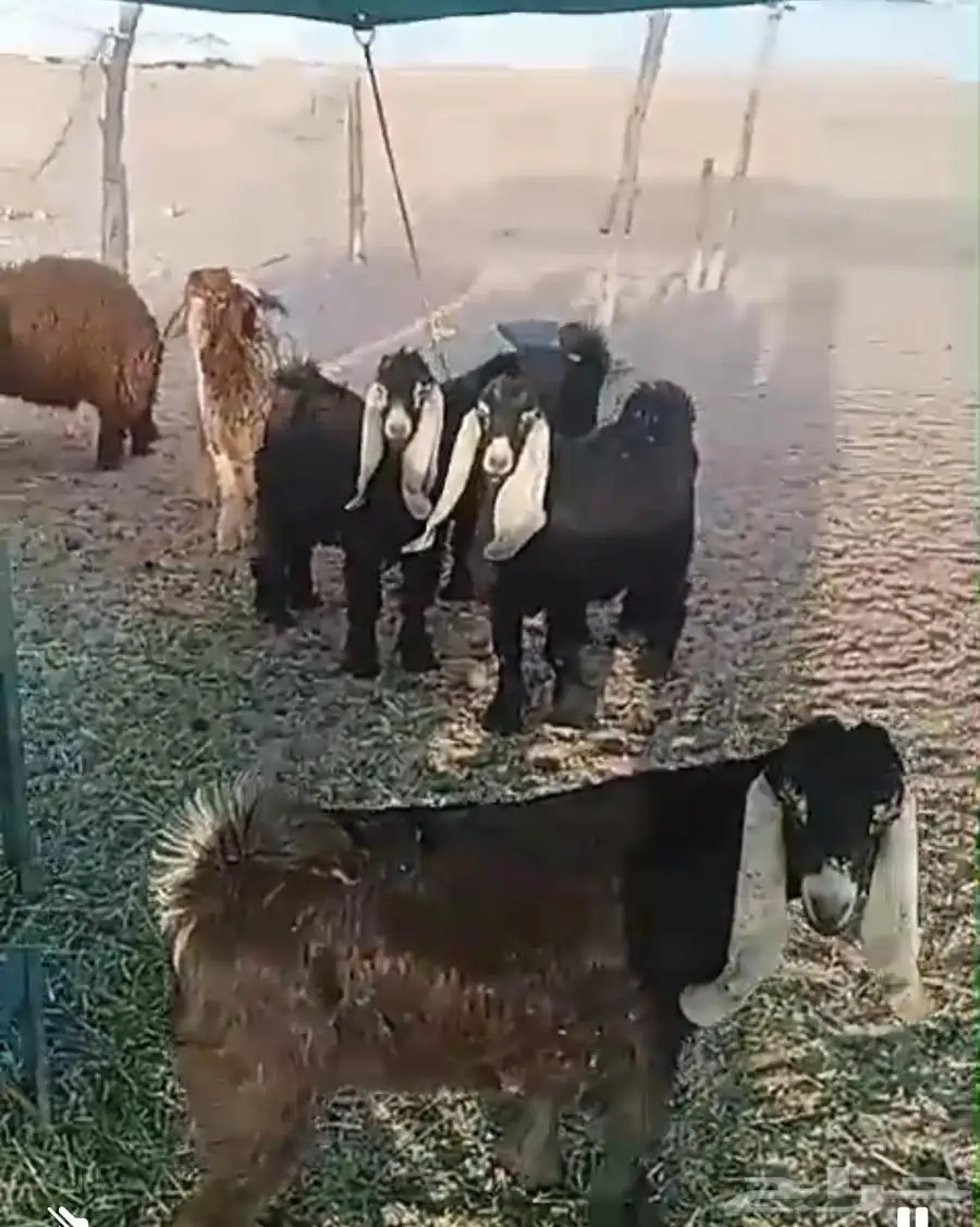 تيس عارض مقفل 0