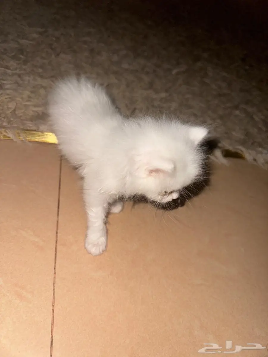 الخرج 1