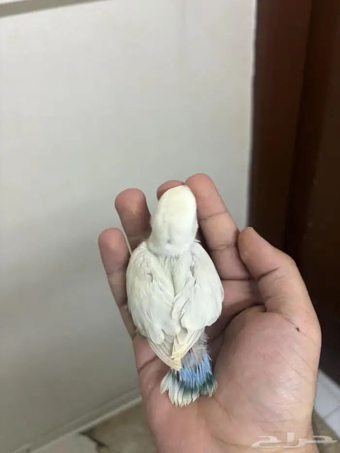 فروخ روز الوان روووعة 2