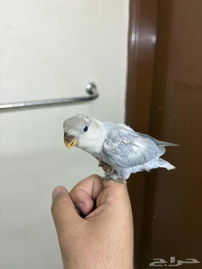 فروخ روز الوان روووعة 5