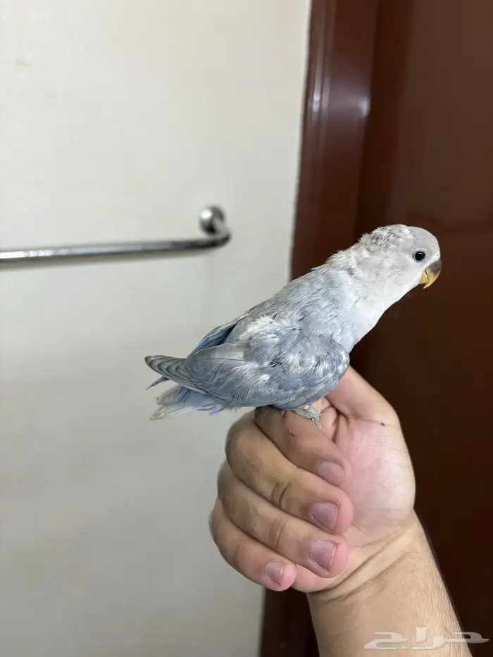 فروخ روز الوان روووعة 6