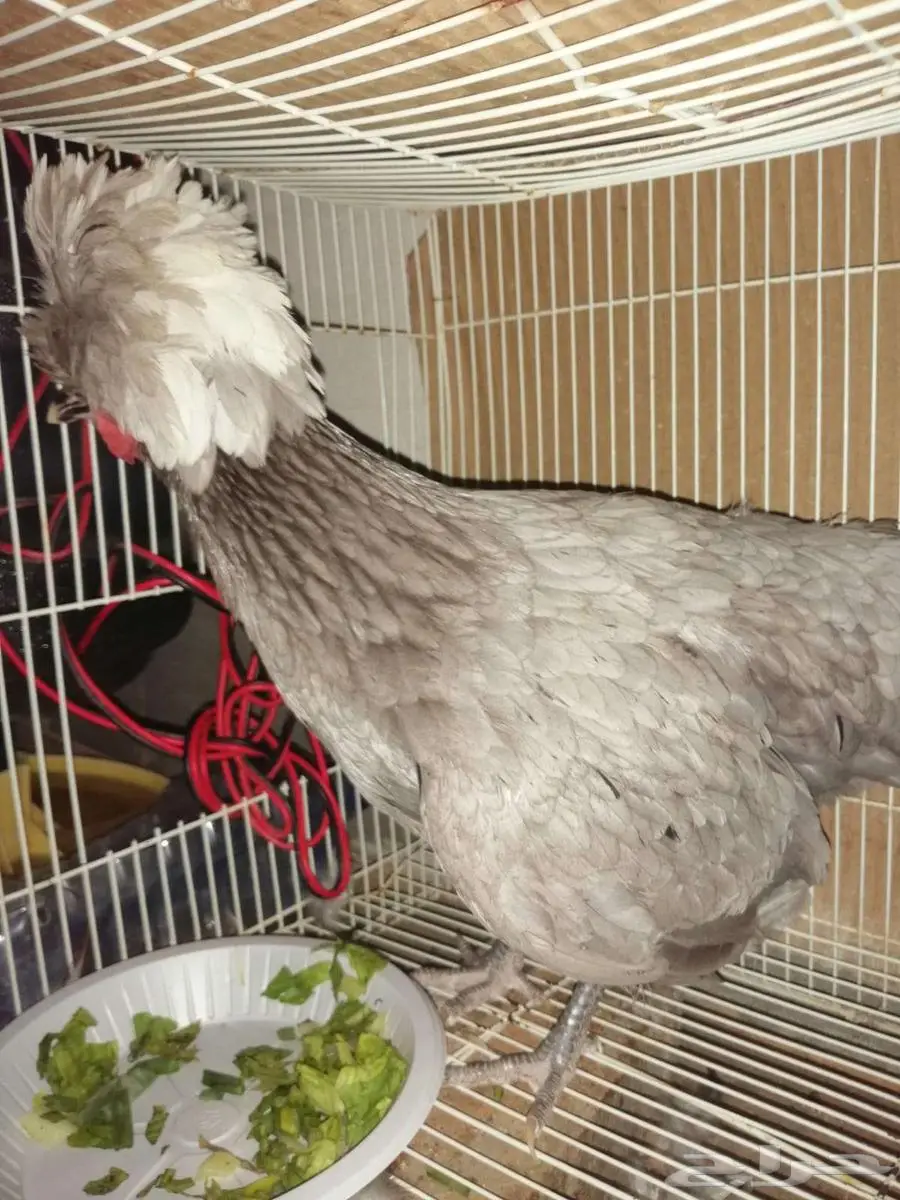 مزاد على دجاجه بولش اصل واليفه 4
