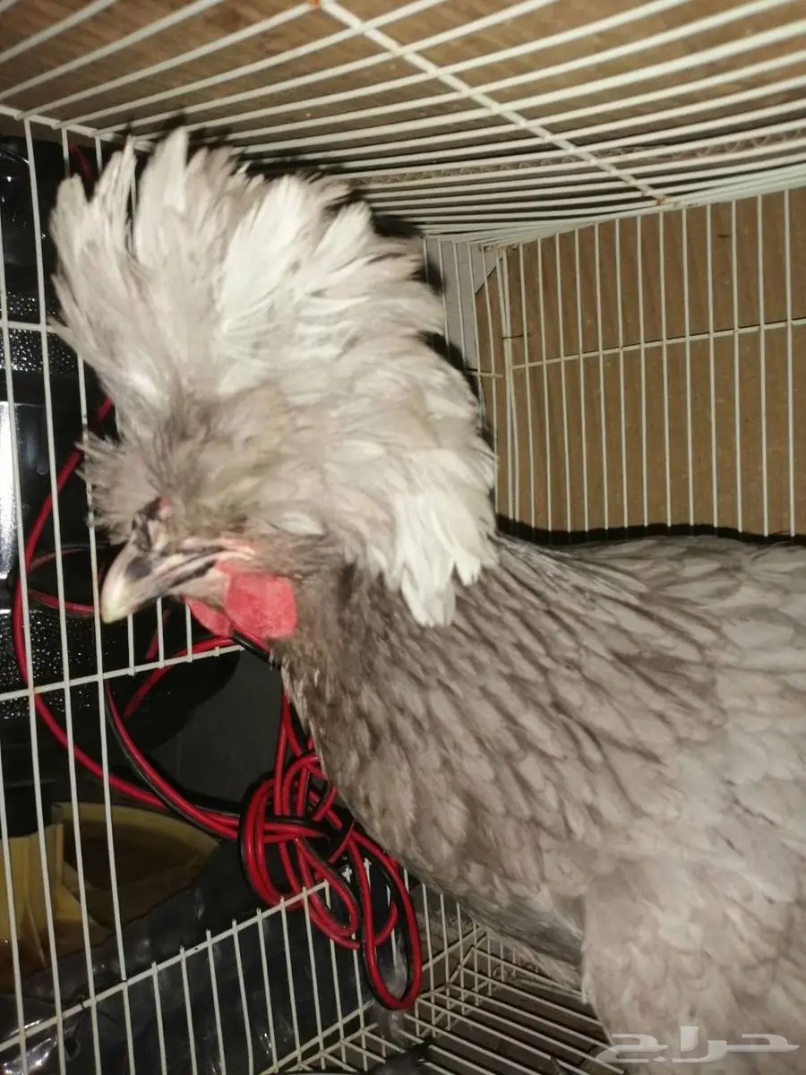 مزاد على دجاجه بولش اصل واليفه 3