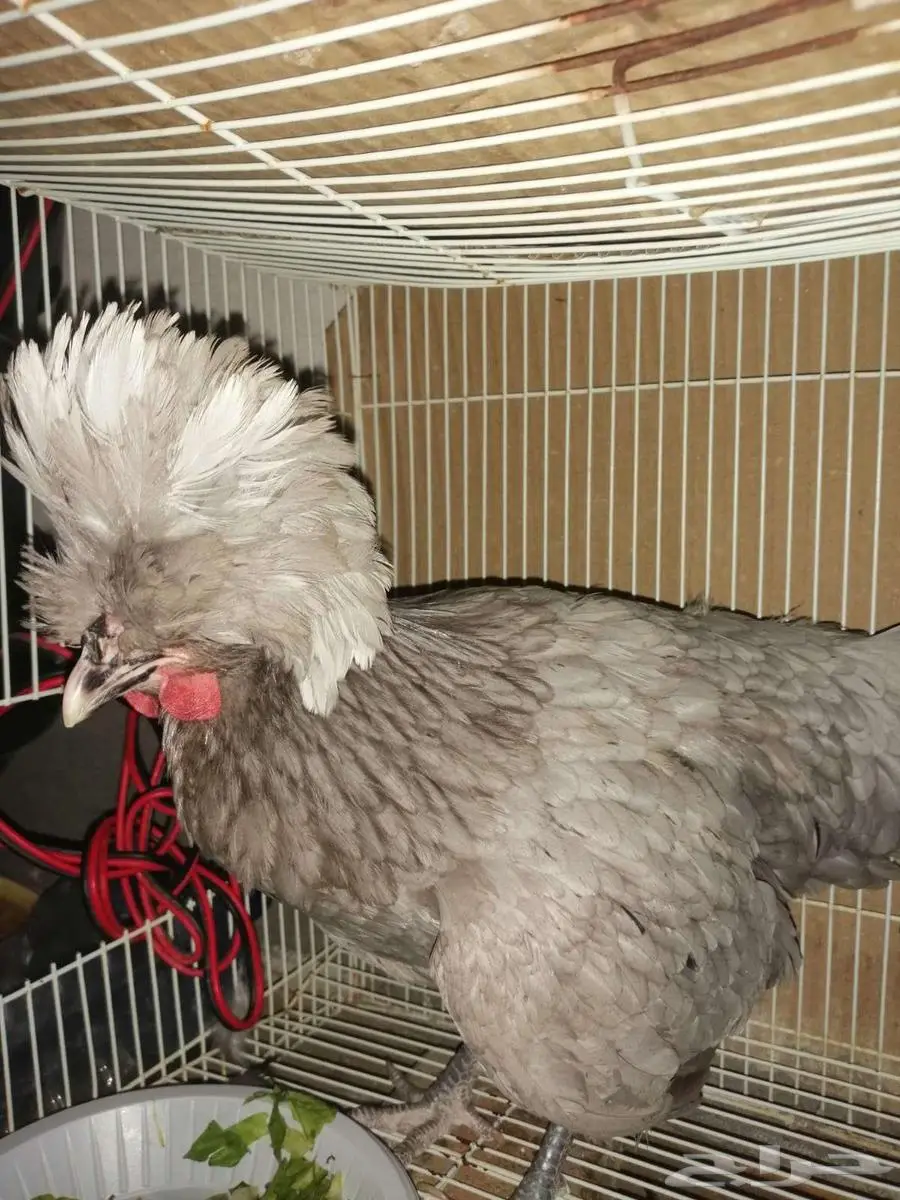 مزاد على دجاجه بولش اصل واليفه 2