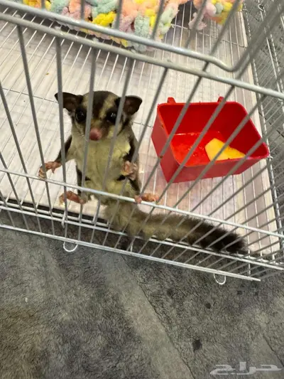 النسجاب الطائر   Sugar Glider انثى 0