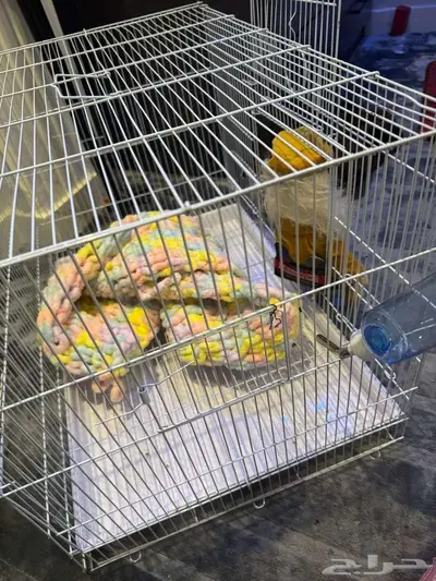 النسجاب الطائر   Sugar Glider انثى 2