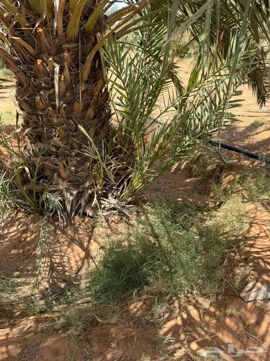 للبيع فراخه تمر خضري يوجد مكتومي 1