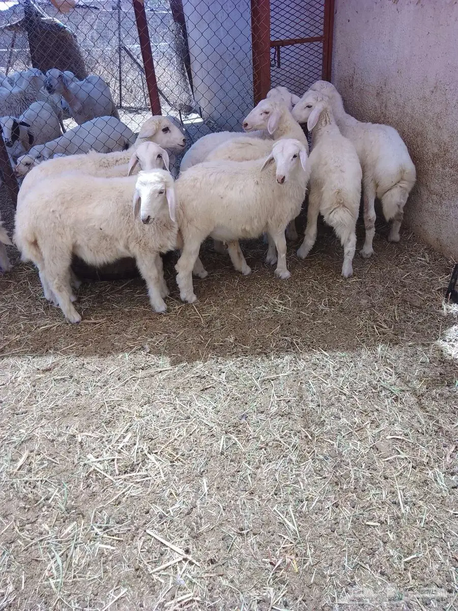 طليان العدد 9 6