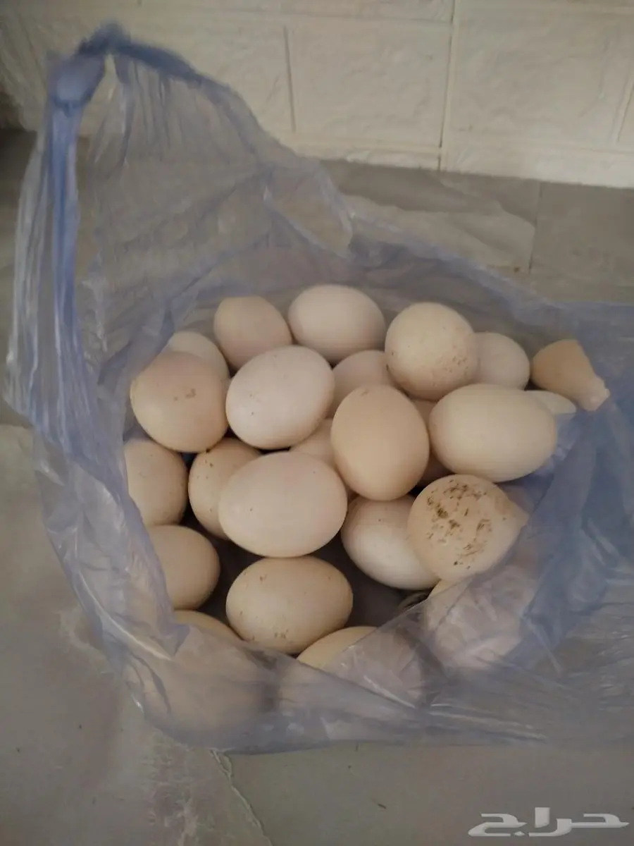 دجاج بياض 0
