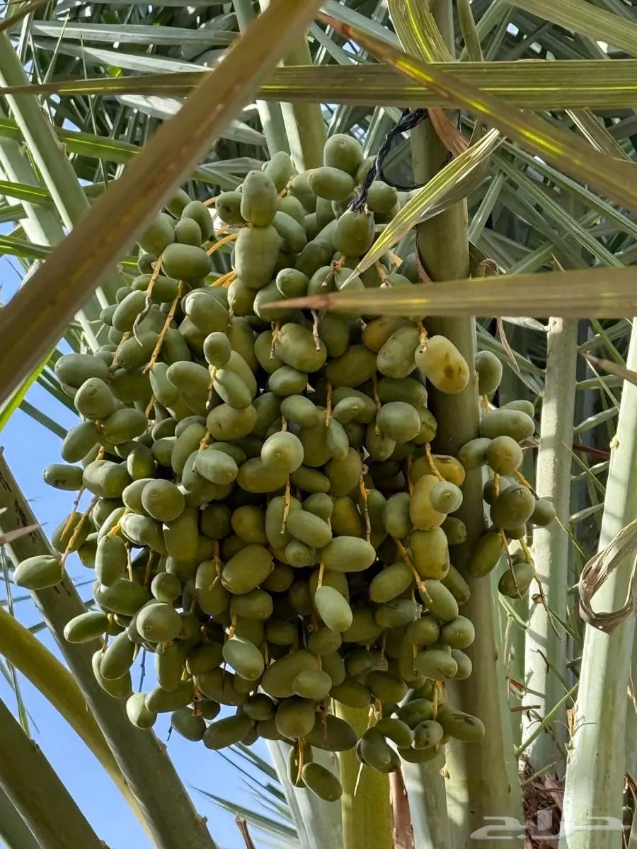 للبيع ثمرة شيشي على روس النخل 1