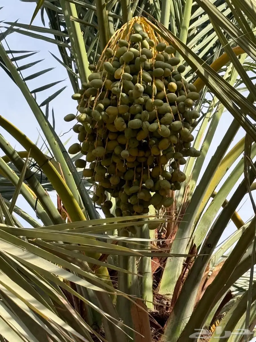 للبيع ثمرة شيشي على روس النخل 2