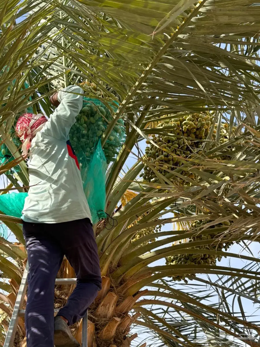للبيع ثمرة شيشي على روس النخل 3