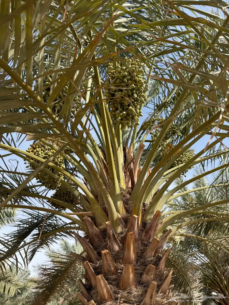 للبيع ثمرة شيشي على روس النخل 4