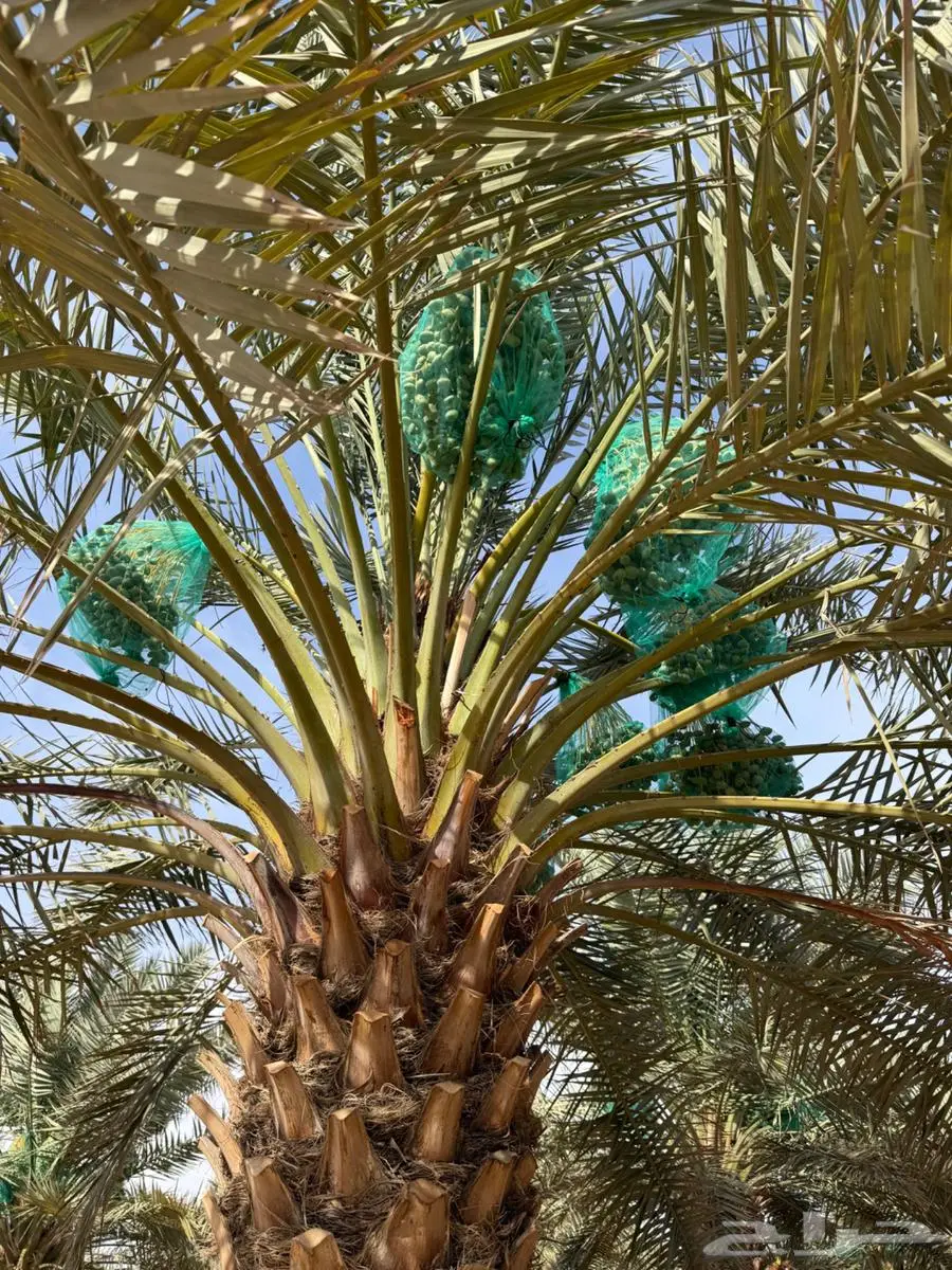 للبيع ثمرة شيشي على روس النخل 0