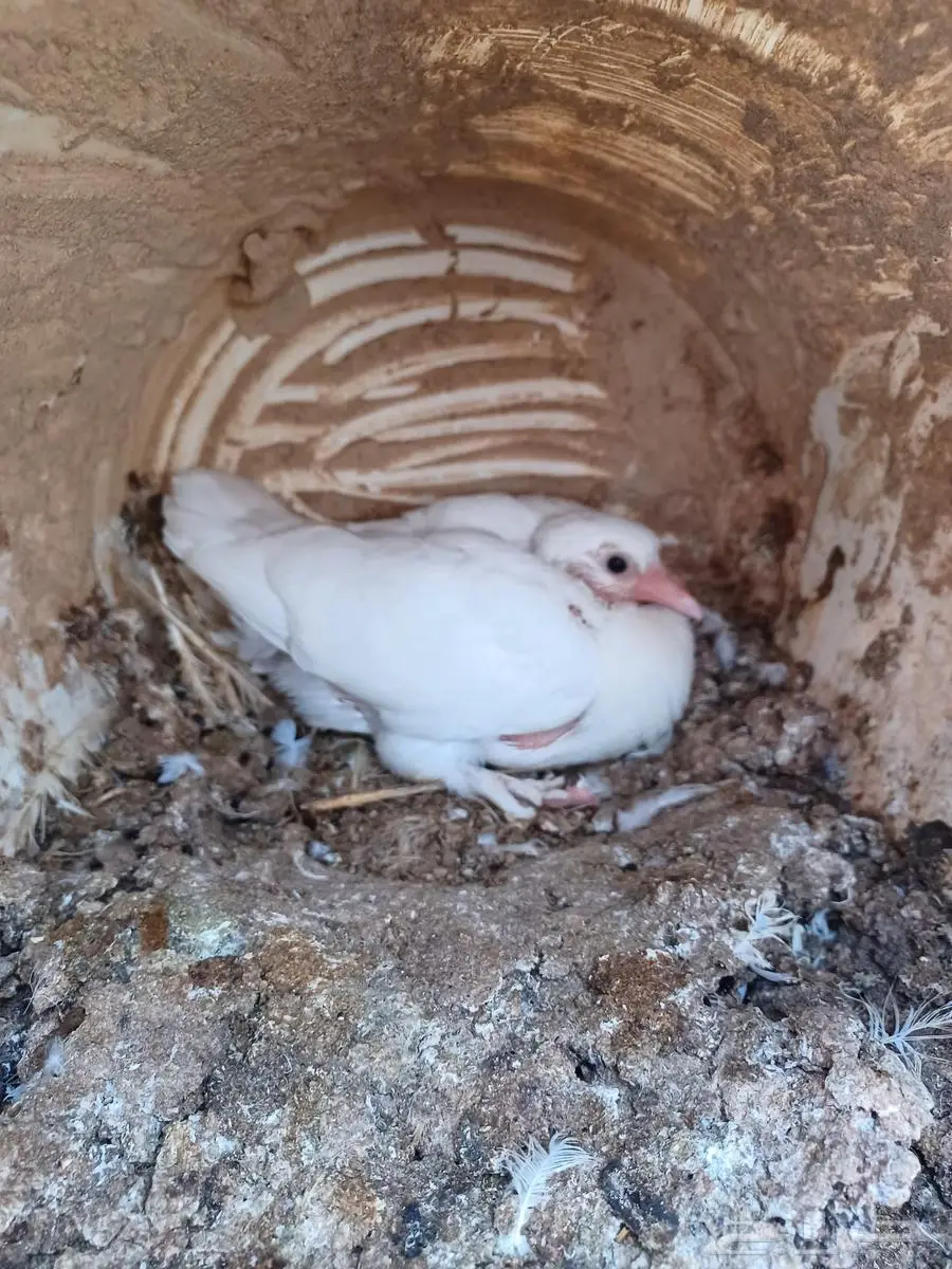 زغاليل فرنسي 0