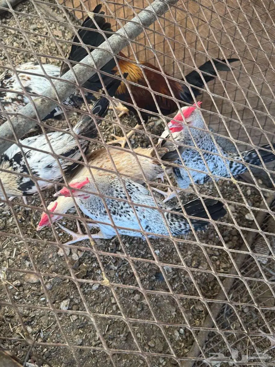 دجاج بلدي 3