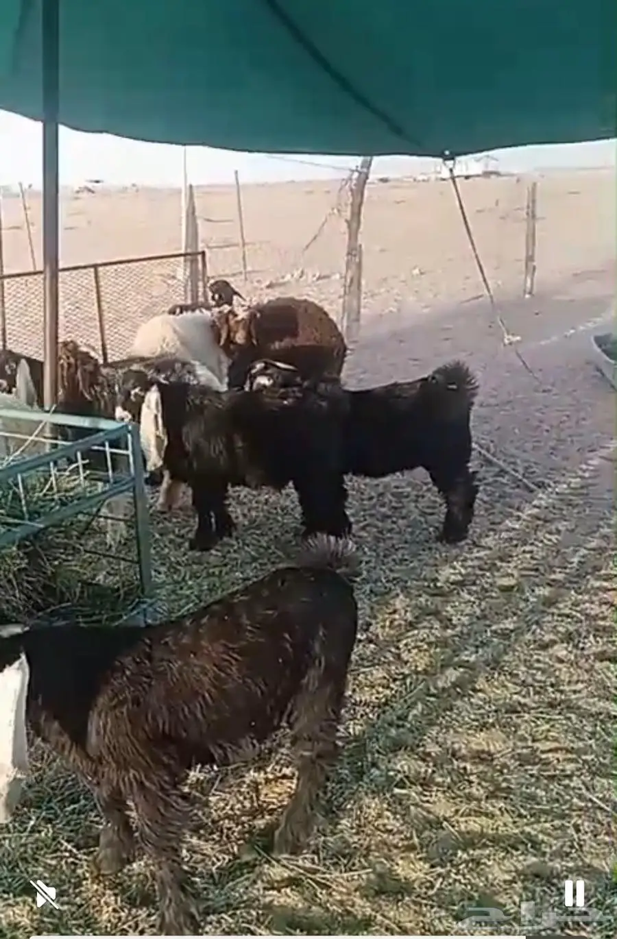 تيس عارض مقفل 1