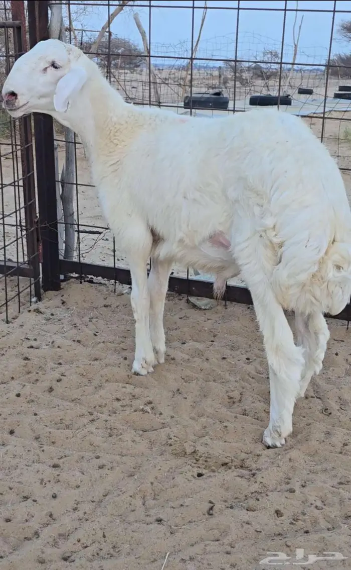 مشروع فحل حري فاخر صنف الصنف من حلال أبو عبدالواحد 4