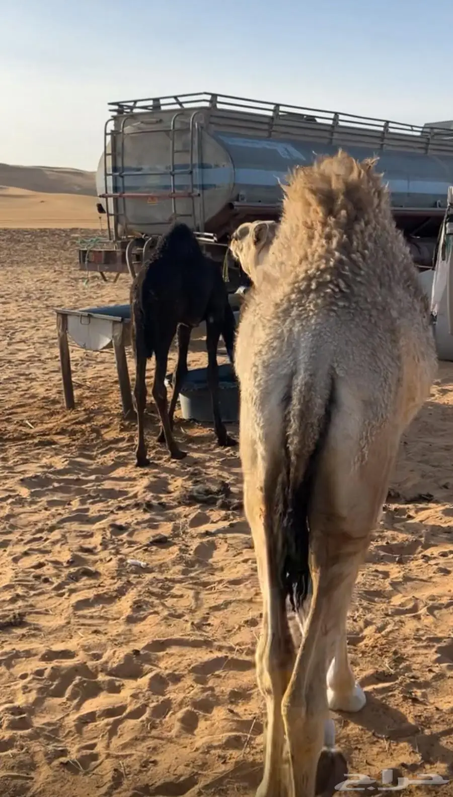 بكره شقحا سمين عمرها حول 6 اشهور 4