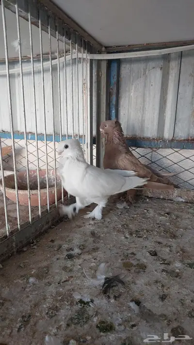للبيع زوج روماني مستوى طيب 2