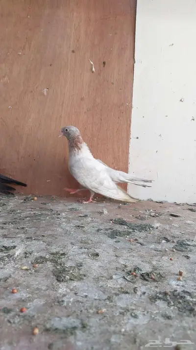 للبيع مجموعه صنعاني 5
