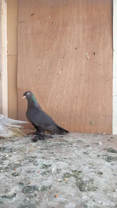 للبيع مجموعه صنعاني 6