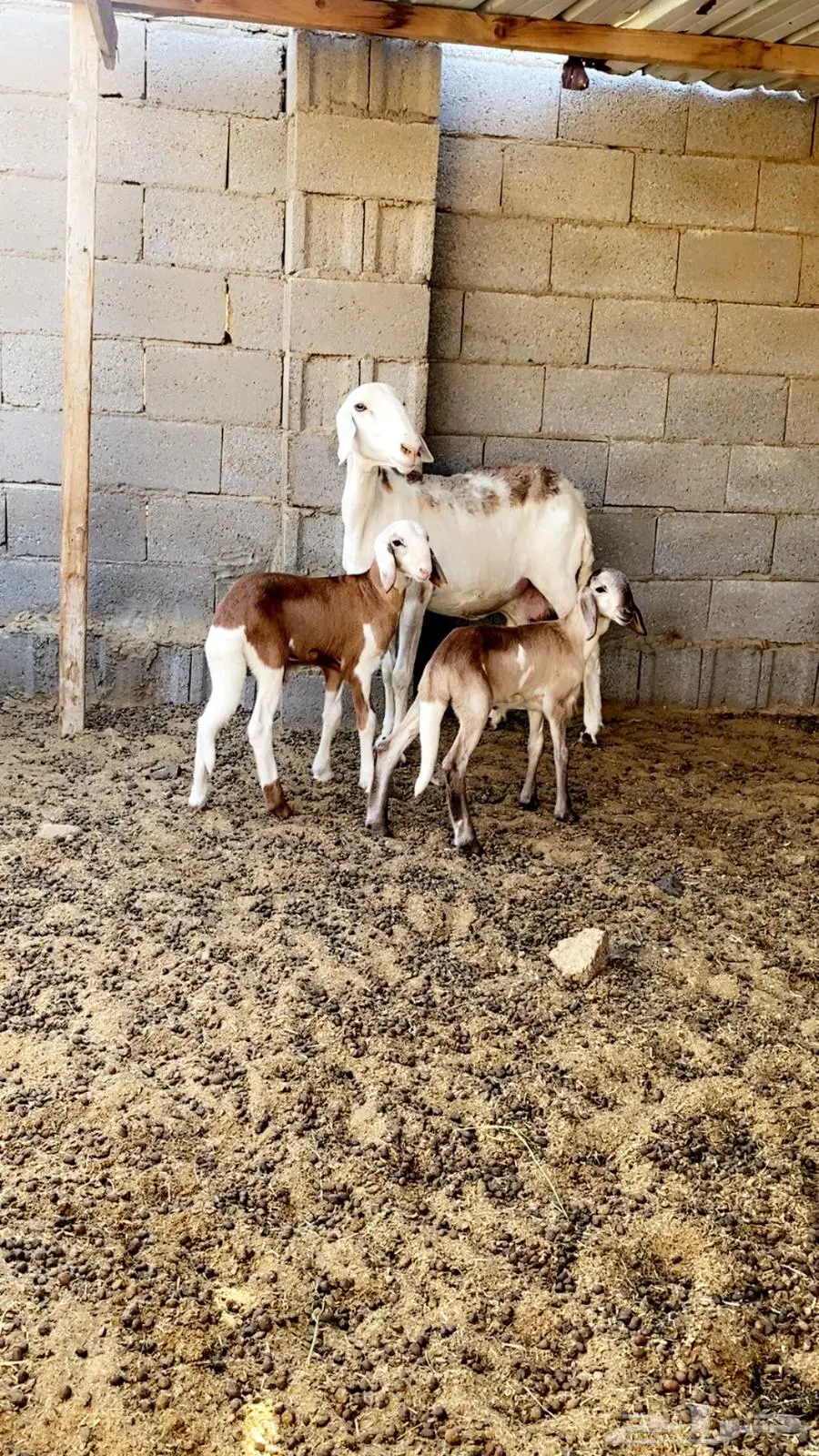 تم البيع نعجه سواكنيه تحتها طلي ورخل 2