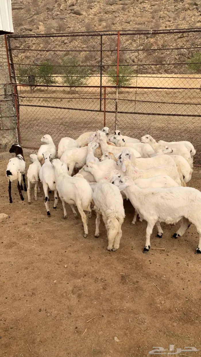 رخال وخرفان ذبايح حري ورفيدي 2
