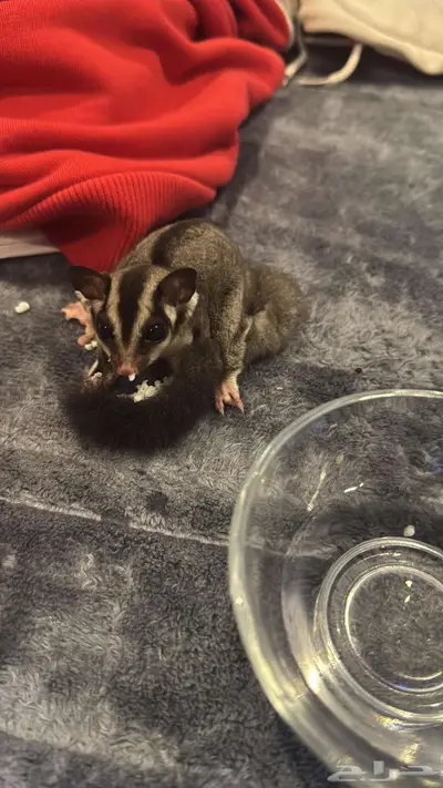 النسجاب الطائر   Sugar Glider انثى 1